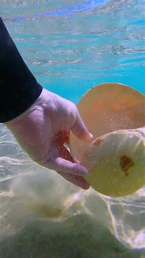 shell 🐚 #photography #sea #ocean #Australia #gopro