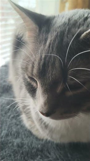 absolute gray unit 12-3-2026