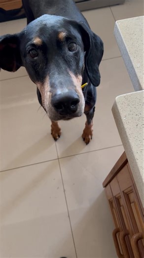 2.6K views · 95 reactions | Vega is nearly 11 and a garbage disposal unit  She eats pretty much everything as part of her raw diet Ch Fireax Exclusive N Elite RN CD BH ROM | MonElite Dobermanns | Facebook