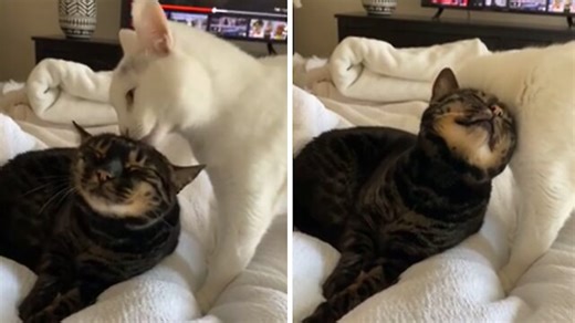 A Turkish angora cat gives its Bengal cat buddy her morning bath. Cuteness overload! | Rumble Cats