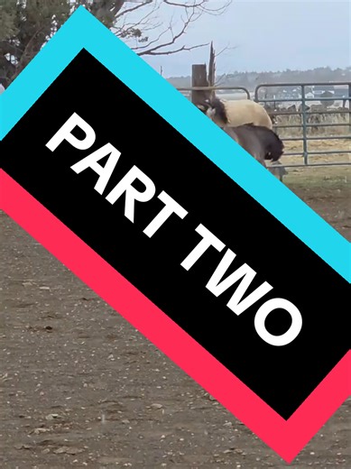 Understanding Normal Stallion Play Behavior in Horses