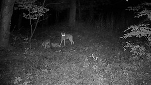 30K views · 55 reactions | ScoutLook user Colby Brandt sent us this video from Wayne County, New York. For anyone who doubted coyotes' ability to take down deer, watch this video. To see more, visit https://youtu.be/_i0zX6T6-5o. | HuntStand | Facebook