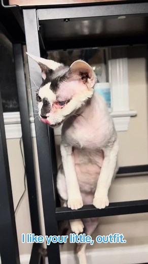 Cat conversations #catconversation #anyways #coolfit #fitcheck #fittok #catfit #catsoftiktok