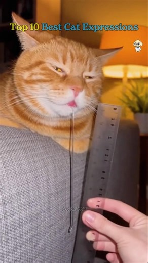 Top 10 Best Cat Expressions | Funniest Cat Faces, Reactions and Viral Cat Moments 😹