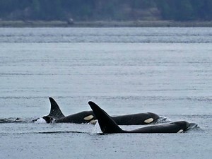 20-Year-Old SeaWorld Orca Dies After Suffering Infection