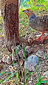 19K reactions · 1.3K shares | Beautiful parents bird feeding her baby bird .wildlife captured love 列殺 #viral #trending #birds #reels #nature #instagram #wildlifephotography #wildlife #trend #wildlifelover | Birds Beauty | Facebook