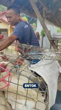 Di Beli Per Kg 40Ribu Entok Hidup #shorts #hargaentok