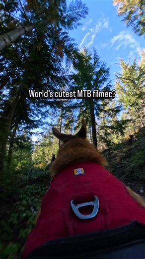 GoPro | Who needs a videographer when you’ve got Turbo with a #GoProMAX2 🐕 #ProTip: MAX2 is $100 off for a limited time 👀 🎥 $500 #GoProAwards... | Instagram