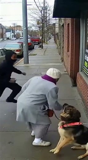 Thief Tried to Grab Grandma’s Money… But Her DOG Wasn’t Having It 😱🐶🔥