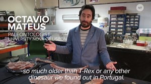 Scientists in Portugal Discover the Fossils of Earth's Largest Predator
