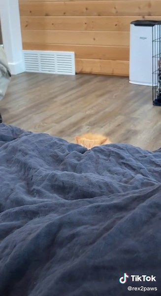 Meet REX: The Adorable Double Amputee Cat Climbing onto Bed