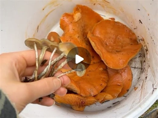 TILLY LEBOWSKI ♥️ on Instagram: "Foraging 🍁🍄‍🟫✨"