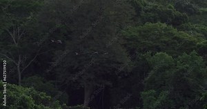 Colorful Canopy Choreography: Macaws in Flight Across the Amazon Rainforest