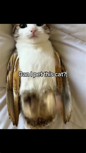 Can I Pet This Cat? Exploring Bengal Tigers and Meowls