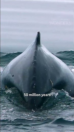 Humpback Whale Migration from Antarctica to Australia