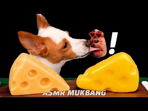 Home Made puppy DOG FOOD│CheeseCake for dogs made from pumpkin and boiled chicken asmr mukbang