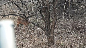 It's not everyday you get to see two middle aged bucks going at it this aggressive. Check out this cool brawl between these two bucks in Kansas from this past season. Can't wait to see what these two deer look like next year. | Team Radical