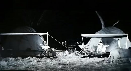 Lions at night in African safari camp #lions #lion #africansafari #foryou #fyp #foryoupage #fypシ #fypシ゚viral# #mountainlions