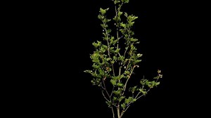 Isolated plants with alpha channel. Alpha channel plant tree with a transparent background for overlaying other images during installation