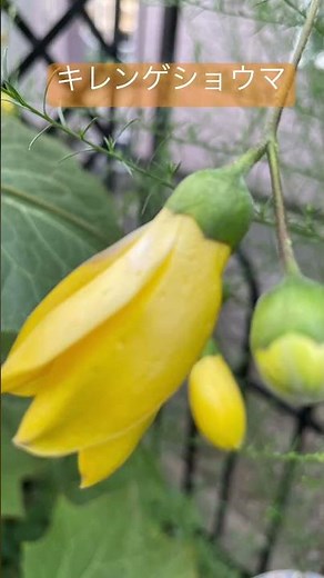 キレンゲショウマ 花が咲き出すと存在感を引き出す山野草#癒し動画 #キレンゲショウマ#山野草#マイガーデン#shorts