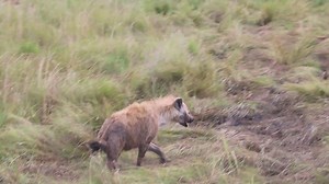 485 reactions · 3 comments |  Hyena whooping. | Maurice Tirason Tira | Facebook