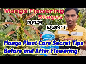 Mango Plant Care Tips Before and After Flowering|| Mango Plant Care at home in winter|| Mango Tree