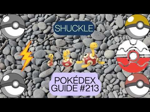 Shuckle Pokédex Guide | Stats, Abilities, and Lore Explained