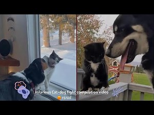 😂 Funny Cat Vs Dog Fight Compilation | Hilarious Pet Moments!
