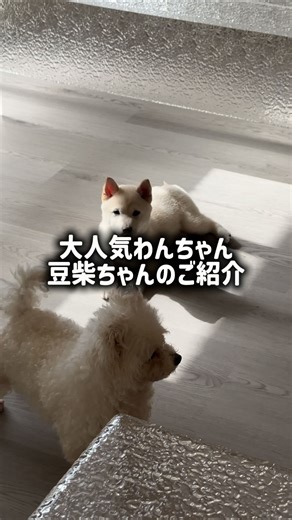 KOTEN | 小さな体に、大きな魅力。 豆柴ちゃんのご紹介🐾 ころんとしたフォルムに、くりっとした瞳。 見た目は可愛いけど、実はとっても賢くてしっかり者。 人が大好きで、近くにちょこんと寄ってきます🤍 一緒に成長していく毎日が、きっと特別な時間になります。 #豆柴 #豆柴のいる暮らし... | Instagram