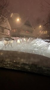 Santaclaus Helpers in a hurry at Christmas Eve 🦌🧑🏽‍🎄 #tromsolove Video: @kristinsol / @johannforfang | Tromsolove