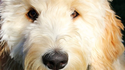 PSPCA removes 33 dogs - including 24 puppies - from Lancaster County kennel