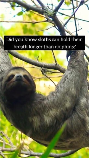 Sloths Hold Their Breath Longer Than Dolphins 🤯🦥