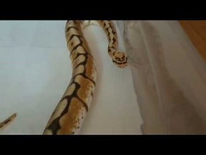 PYTHON royal, bumblebee (qui mange une souris)