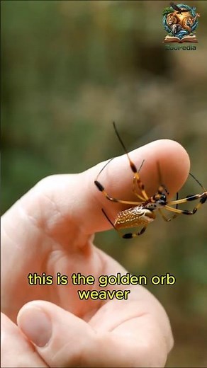 5x Stronger Than Steel: Golden Orb Weaver Spider's Web Revealed! 🕸️ | Spiders