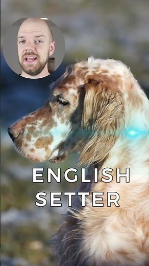 ALL Setter Dog Breeds