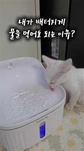 알아서 척척척! # #고양이 #냥춘기 #cat #백설이 #오드아이