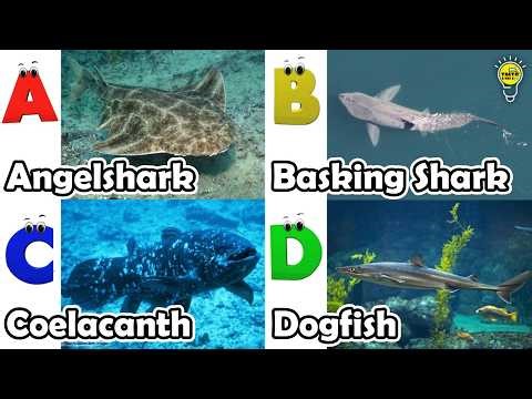 ABC phonics animals | ABC Sea Animals song | Alphabets Kids Song #angelshark