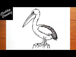 How to Draw an Australian Pelican