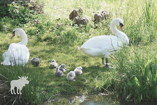 What Do Swans Eat {& What Not To Feed Them!} — Forest Wildlife