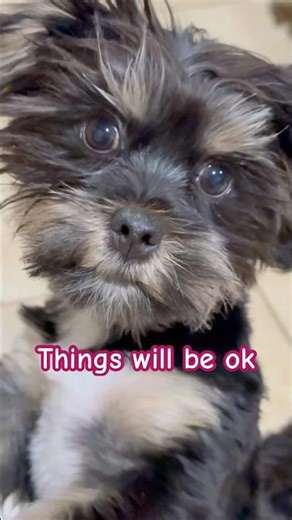 I am here with you 💛 #yorkie #puppy #dog