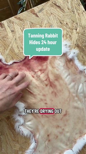 🐇 24 hour rabbit hide update! It’s been 24 hours since we fleshed these hides and they are drying really well. They’re not tacky anymore, which is a good sign… but I’m still going to wait another 24 hours just to be safe. Because the real test isn’t the drying stage… 👀 the real test comes when we start the bark tanning solution. If this works, we’re one step closer to turning these hides into something usable — and if it doesn’t… the hide can be ruined. 😅 #Rabbi#RabbitHidesT#HideTanningi#Rabb