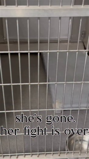 Compassion fatigue is no joke. When you fight as hard as Sarah @sailorrrsarah fought for Glory, it rocks your entire being and makes you question everything. We need to show up for each other. We need to honor and acknowledge those fighting so hard for our shelter dogs. And we need to learn how to take care of our hearts in these moments. In Rainbow Bridge Club 🌈 on Tuesday Sep 30 @ 5PM we will honor Glory and Sarah. The volunteer that fought hard to save her, and that SAVED her babies with @do