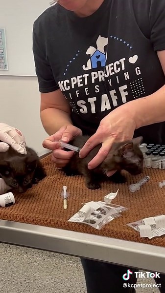 Our team is truly amazing. #sheltercats #kcpp #shelteranimals #rescuecat