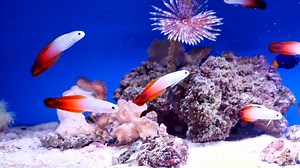 1.8K views · 28 reactions | Found in coral-rich lagoon habitats,...