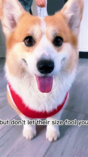 The Corgi Is Small… But Its Personality Is HUGE! 🐶😂 | Pembroke Welsh Corgi