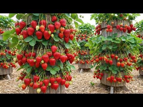 🍓 1000x Strawberry Yield in one BackYard?! 🌱 Vertical tower system that looks like a real farm 🚀
