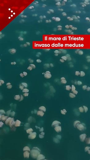 Invasione di grandi meduse nel tratto di mare davanti a Trieste. Almeno dalla giornata del 24 aprile nelle acque lungo le Rive è visibile una grande macchia bianca formata dai numerosi esemplari. Un fenomeno curioso, anche se già verificatosi altre volte in passato, che attira la curiosità delle molte persone a passeggio sul lungomare. Le affascinanti immagini girate domenica 26 aprile.