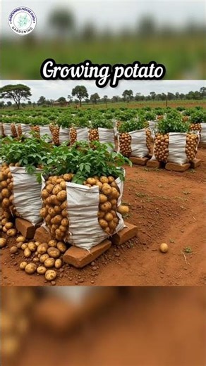 Growing potato | vegetables gardening | timelapse growing #vegetables