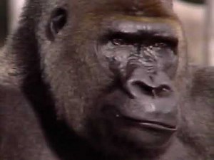 Fisherprice Terrific Trips 1987