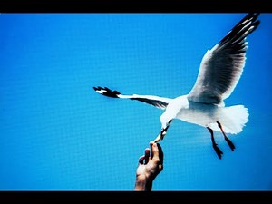 Bad Company - Seagull (song video)